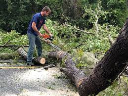 Professional Tree Care in Rutherford, NJ