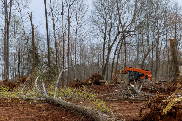 How Our Tree Care Process Works  in  Rutherford, NJ